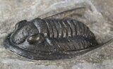 Cornuproetus Trilobite - Excellent Specimen #42253-3